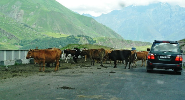 אתה יכול לתכנן לו"ז מדויק כמה שתרצה, אך את זמנן של הפרות הגאוגריות הרועות בהרים, חוצות ומתיישבות על הכביש - היחיד בין טביליסי הבירה והגבול הצפוני לרוסיה - רק הן לעצמן קובעות. יש לומר שהן מתחשבות בתנועה, ולאחר כמה צפירות יזיזו את מעט את התחת, כך שג'יפ אחד במסלול יוכל להשתחל