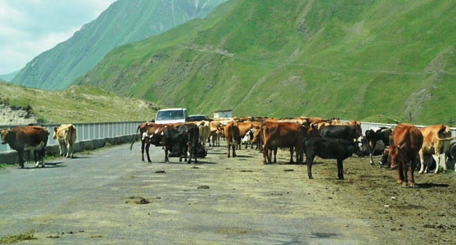 ושוב, מהירות הנסיעה חזרה תהיה תלויה בטוב ליבן ובהתחשבותן של הפרות...