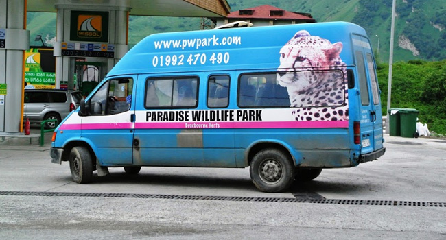 שמחה מוקדמת. לרגע היה נדמה שיש בגאורגיה פארק חיות בר (נמרים בעיקר), אך בשיחה קצרה באנגלית רצוצה התברר שזו מכונית משומשת שנקנתה מהפארק שקיים באנגליה ותו לא