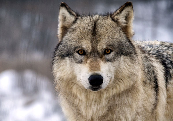 זאבים צריכים להיות בטבע - לא בסייבר. צילום: BigStock