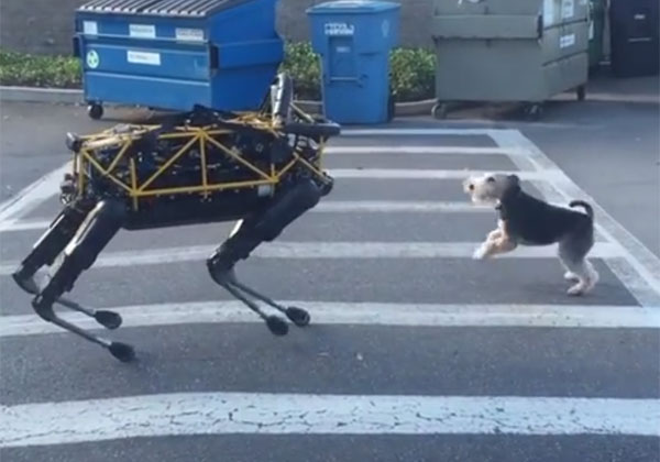 כלב נובח - לא מתוכנת מי יודע מה. צילום: יוטיוב