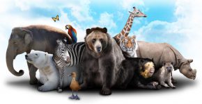 היי גוגל, איך עושה כלב? צילום: BigStock