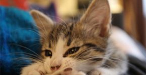 ג'וליאן לא לבד. Embassy Cat. צילום: טוויטר