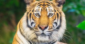 לנמר הפתרונים. צילום: BigStock