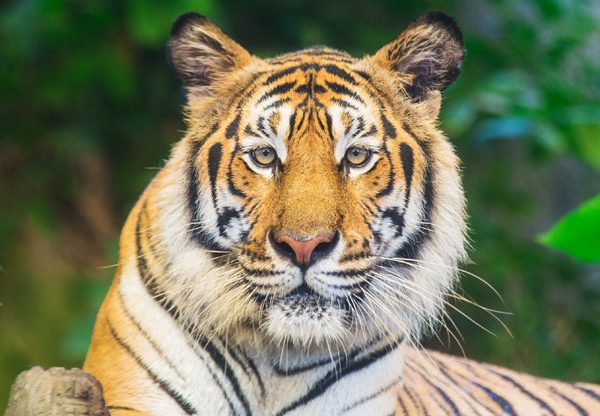 לנמר הפתרונים. צילום: BigStock