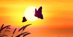 המאבק לחיים. אילוסטרציה: BigStock