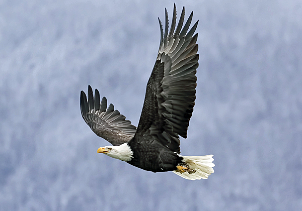 גם הדבר היפה הזה נמצא בסכנת הכחדה. צילום: BigStock