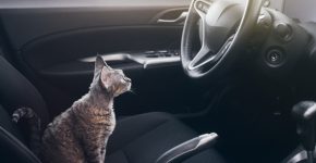 מי נוהג? צילום: Shutterstock