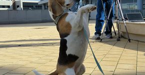 אחת ה-"עובדות" החדשות של אסנס בפעולה. צילום: מאיה אשר