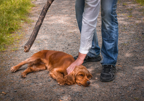 התעללות בבעלי חיים - עד מתי? צילום אילוסטרציה: Adrianocz, BigStock