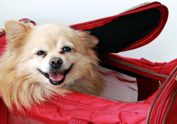 הטסת בעלי חיים. צילום: Terminal 4 Pets