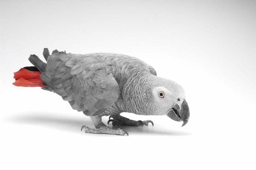 אוהב את הקול של אלקסה - תוכי אפריקני אפור. צילום אילוסטרציה: BigStock