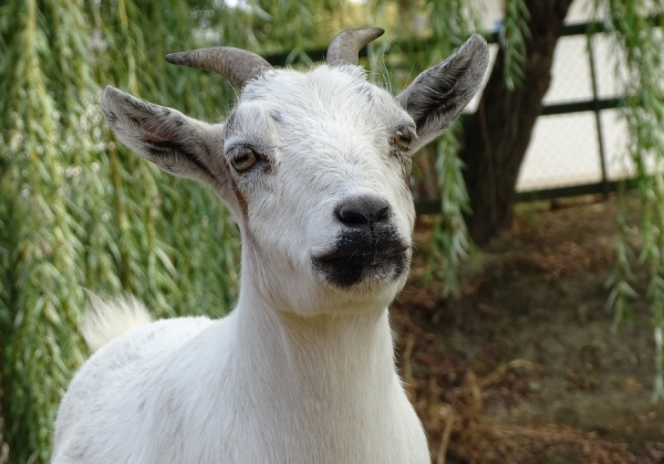 עז. צילום: BigStock