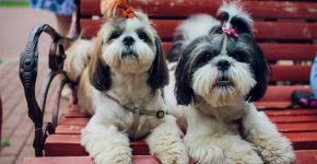 כלבים מחכים לאימוץ שלך. צילום: BigStock