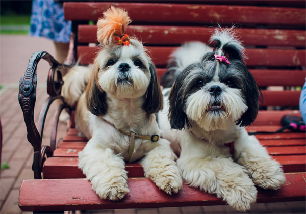 כלבים מחכים לאימוץ שלך. צילום: BigStock