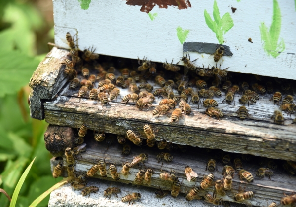הכוורות יחוברו לענן והדבורים יישמרו מכל משמר. צילום אילוסטרציה: BigStock
