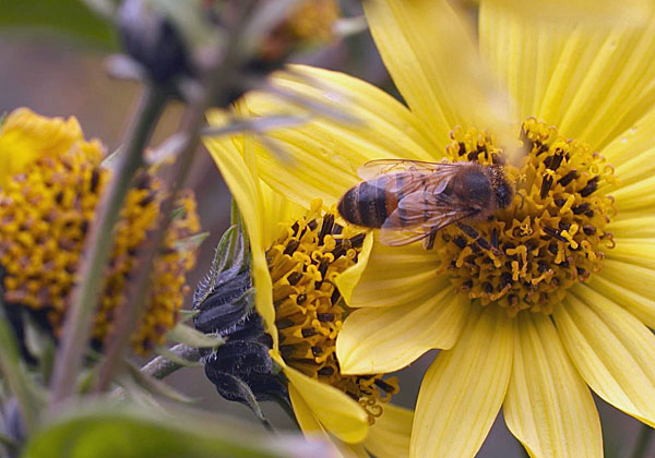 טכנולוגיה בשירות הדבורים. צילום: יח"צ