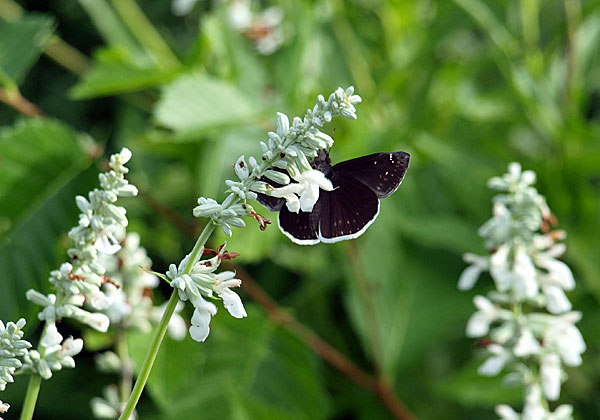פרפר עש שחור. (כמעט) רק הוא וחבריו לזן נשארו. צילום: BigStock