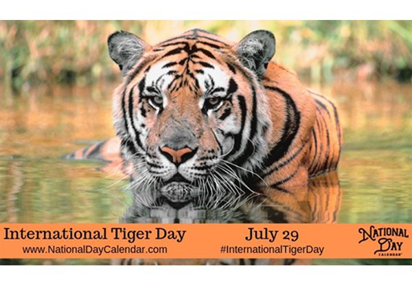 היום, 27 ביולי, יום הטייגר הבינלאומי. צילום מסך: פלי הנמר