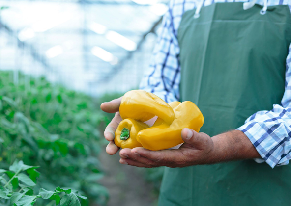 לפתח גנום שיתאים יותר לתוצאה הרצויה. צילום: Shutterstock