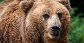 הדוב הרוסי שוב תוקף? צילום: BigStock