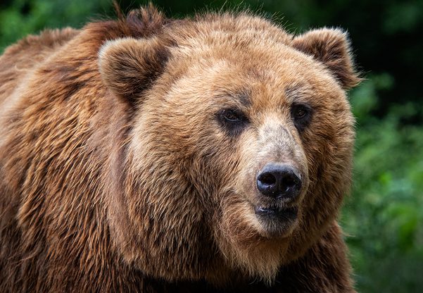 הדוב הרוסי שוב תוקף? צילום: BigStock