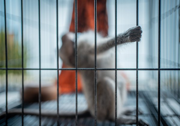 האם הוא מאושר? קוף אקראי במעבדת ניסויים. צילום אילוסטרציה: BigStock