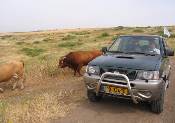 בגולן מכשול טבעי הן גם פרות הבשן המהלכות חופשי חופשי. צילום: פלי הנמר