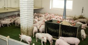 וואווי רוצה להזריק חדשנות לתעשיית גידול החזירים. צילום: Bigstock