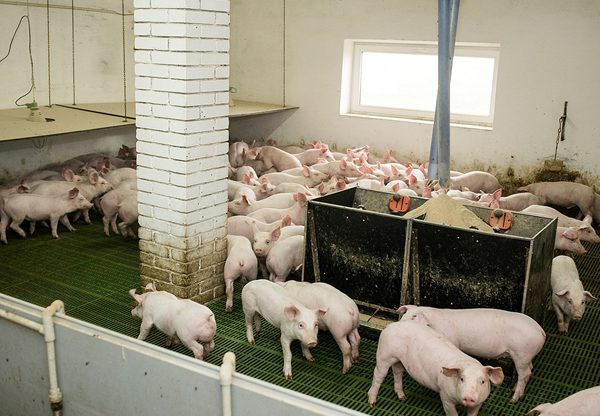 וואווי רוצה להזריק חדשנות לתעשיית גידול החזירים. צילום: Bigstock