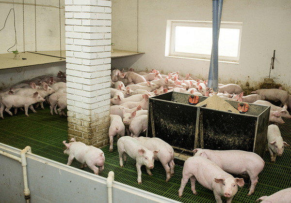 וואווי רוצה להזריק חדשנות לתעשיית גידול החזירים. צילום: Bigstock