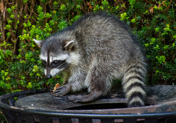 דביבון: החיה נוברת בזבל; התוכנה - במחשבי הקורבנות. צילום אילוסטרציה: BigStock