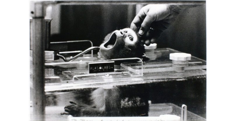 קוף מעונה במעבדת חקר פרימטים באוניברסיטת ויסקונסין. תמונה שחייבת להיות נחלת העבר.