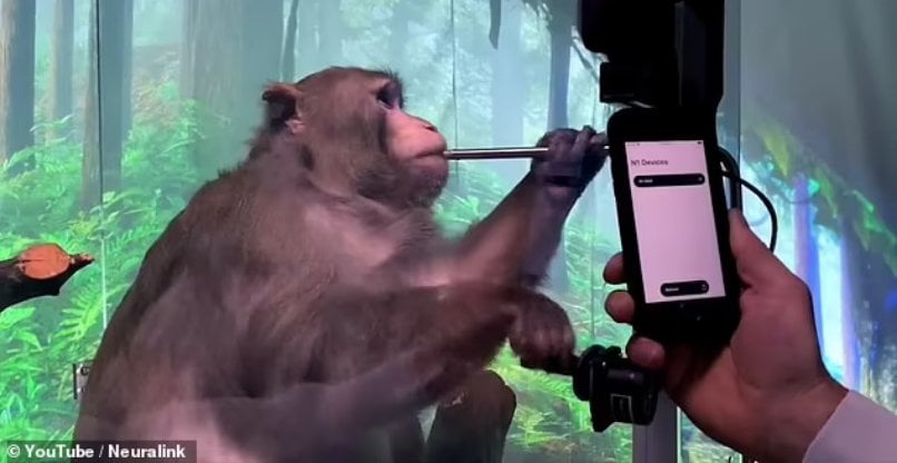 קוף שמוחו מומשק למחשב על ידי נוירלינק.