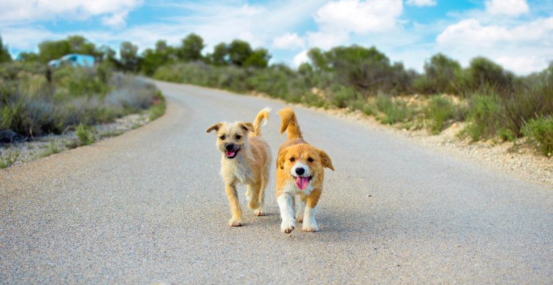מסייעים גם להם. לבעלי החיים האבודים או אלו הזקוקים למחסה.