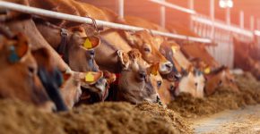 מיושנת, מתעללת, לא מוסרית ולא אקולוגית. תעשיית הבשר.