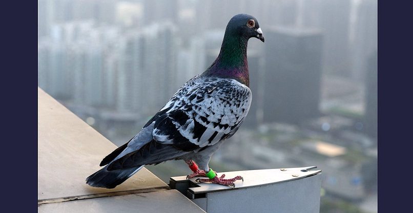 נעצרה בהודו בחשד שריגלה לטובת סין. יונה עם שבב על רגלה.