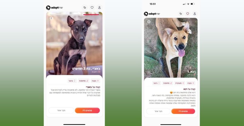 הם מחכים לכם שתאמצו אותם. הכלבים באפליקציית אדופט-מי.