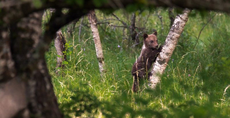הכל החל מרצון להציל אותו. תת-מין נדיר של דוב חום שנמצא בסכנת הכחדה.
