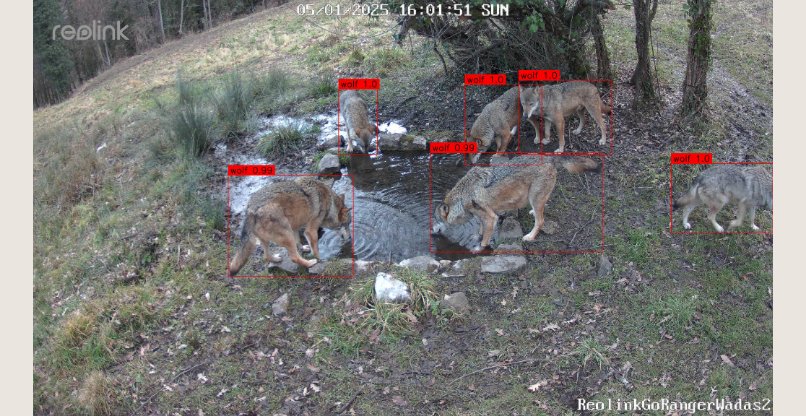 בעלי החיים מזוהים על ידיה והיא שומרת את הנתונים לטובת חוקרים. מערכת WADAS.