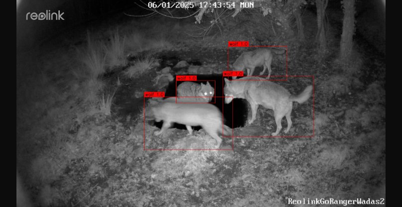 מזהה את השועלים גם בלילה. מערכת WADAS.