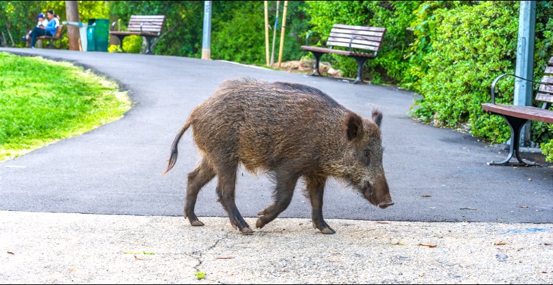 אפשרות לפתרון הומני ולא לציד שלהם. חזירי הבר בחיפה.