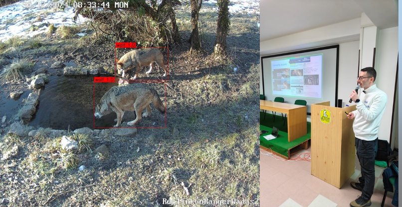 מימין: סטפאנו דל'אוסה, ארכיטקט תוכנה לבטיחות פונקציונלית ב-אינטל, ראש פרויקט WADAS ומתנדב בעמותת Salviamo l'Orso . משמאל: השועלים שהמערכת זיהתה וקטלגה.