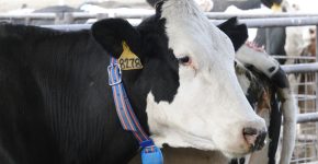 פרה ברפת המתחדשת של כיסופים ועל צווארה הקולר שפיתחה אפימילק.