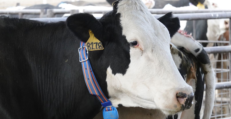 פרה ברפת המתחדשת של כיסופים ועל צווארה הקולר שפיתחה אפימילק.