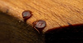 לא נעים, לא נורא. פשפשים.