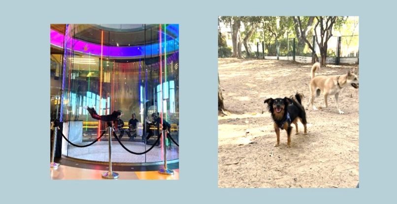 הכלבה נלה והאימון ב-Flybox.