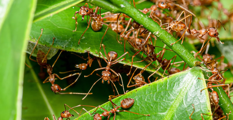 רק שה-AGI לא תתייחס אלינו כמו שאנחנו מתייחסים לנמלים.