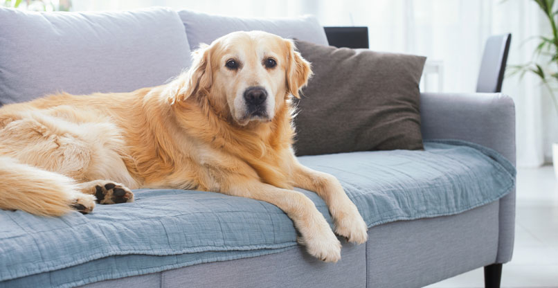 המודל יתריע בפניכם כשללאו שוב יתחשק לרבוץ על הספה.