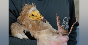 הרחם שוחרר לטבע עם הפרוטזה בתלת-מימד.